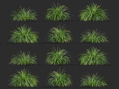 大麦草3D模型下载
